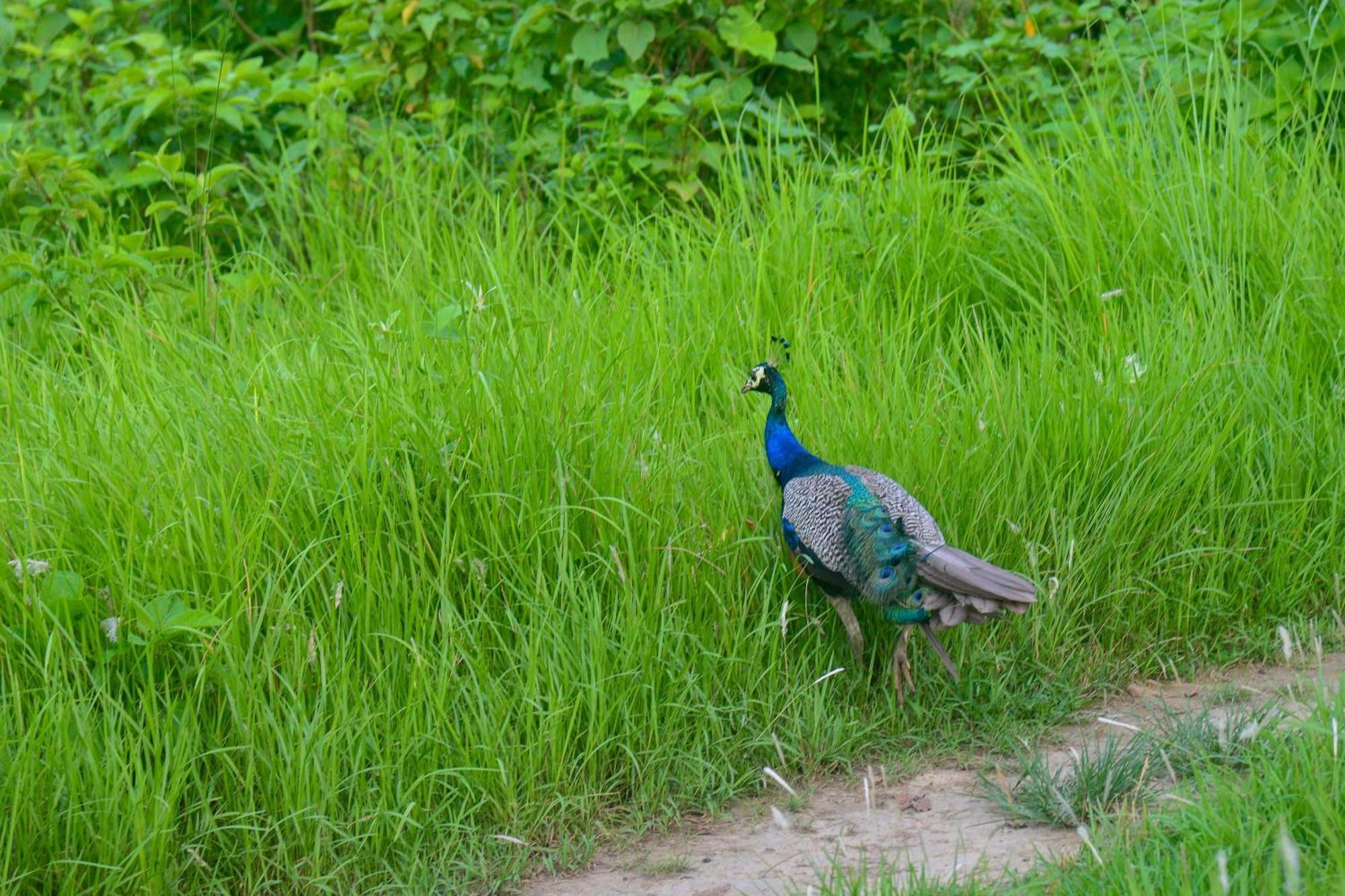 Greenland Safari, Sauraha Luaran gambar