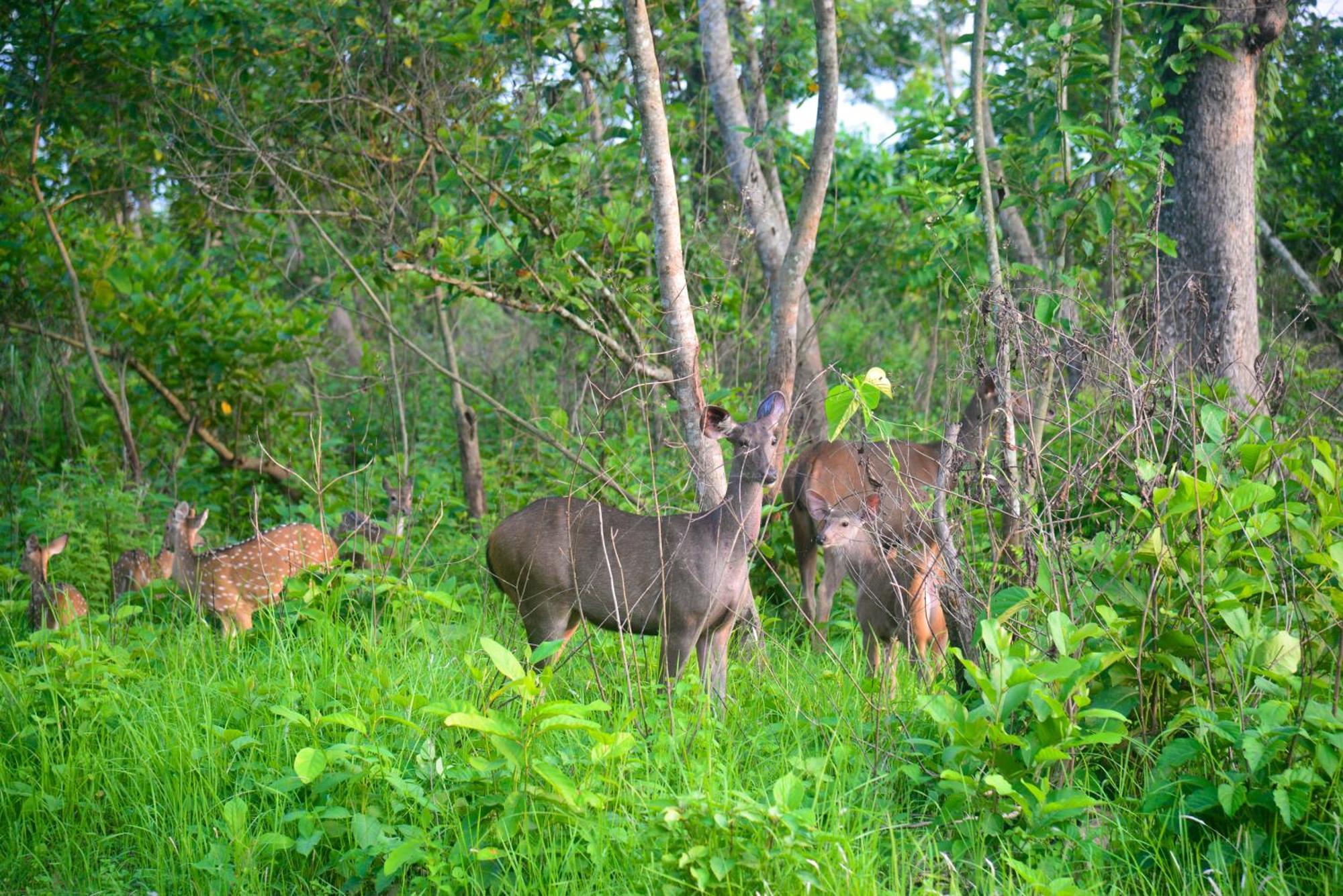Greenland Safari, Sauraha Luaran gambar