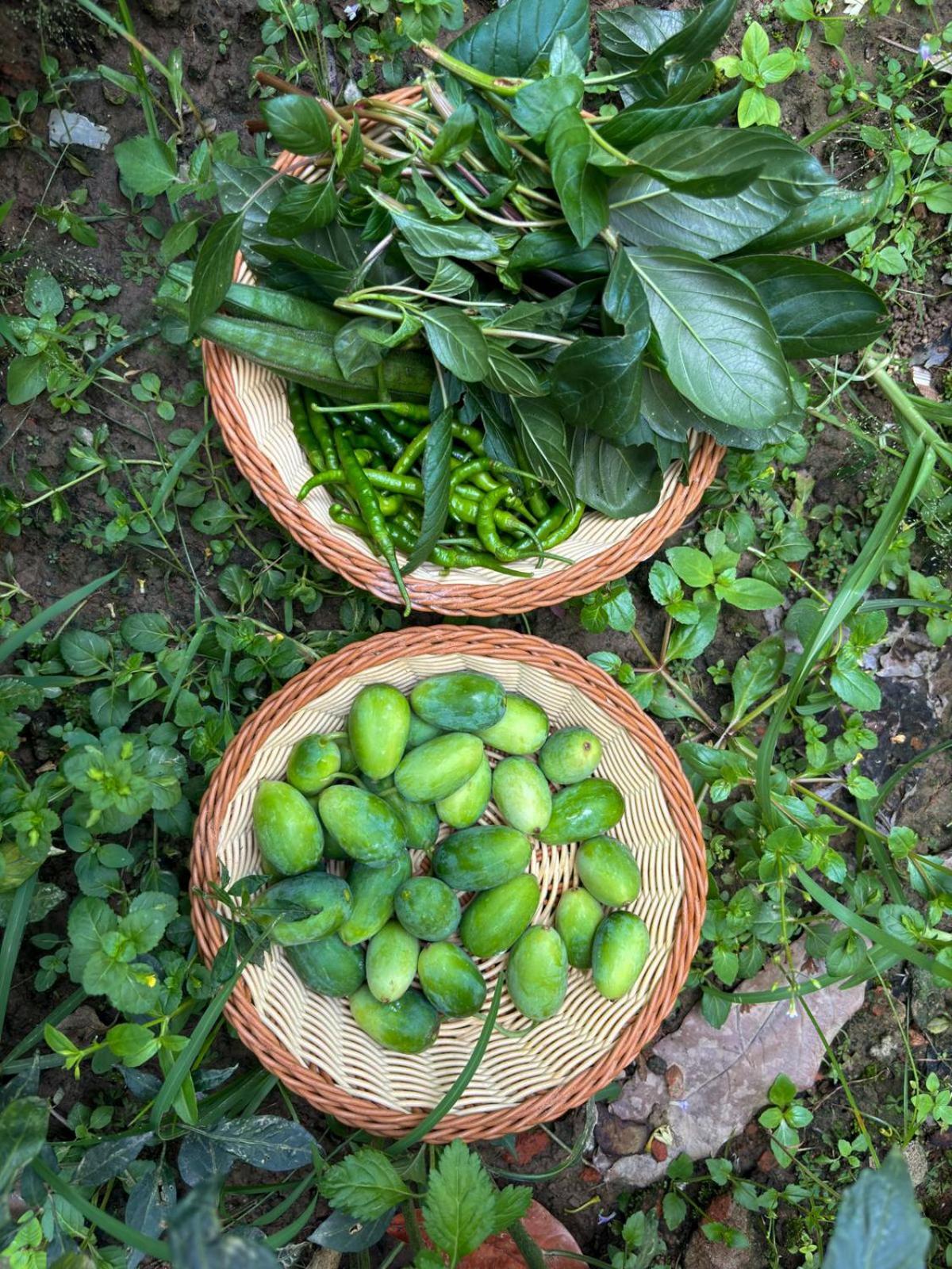 Greenland Safari, Sauraha Luaran gambar
