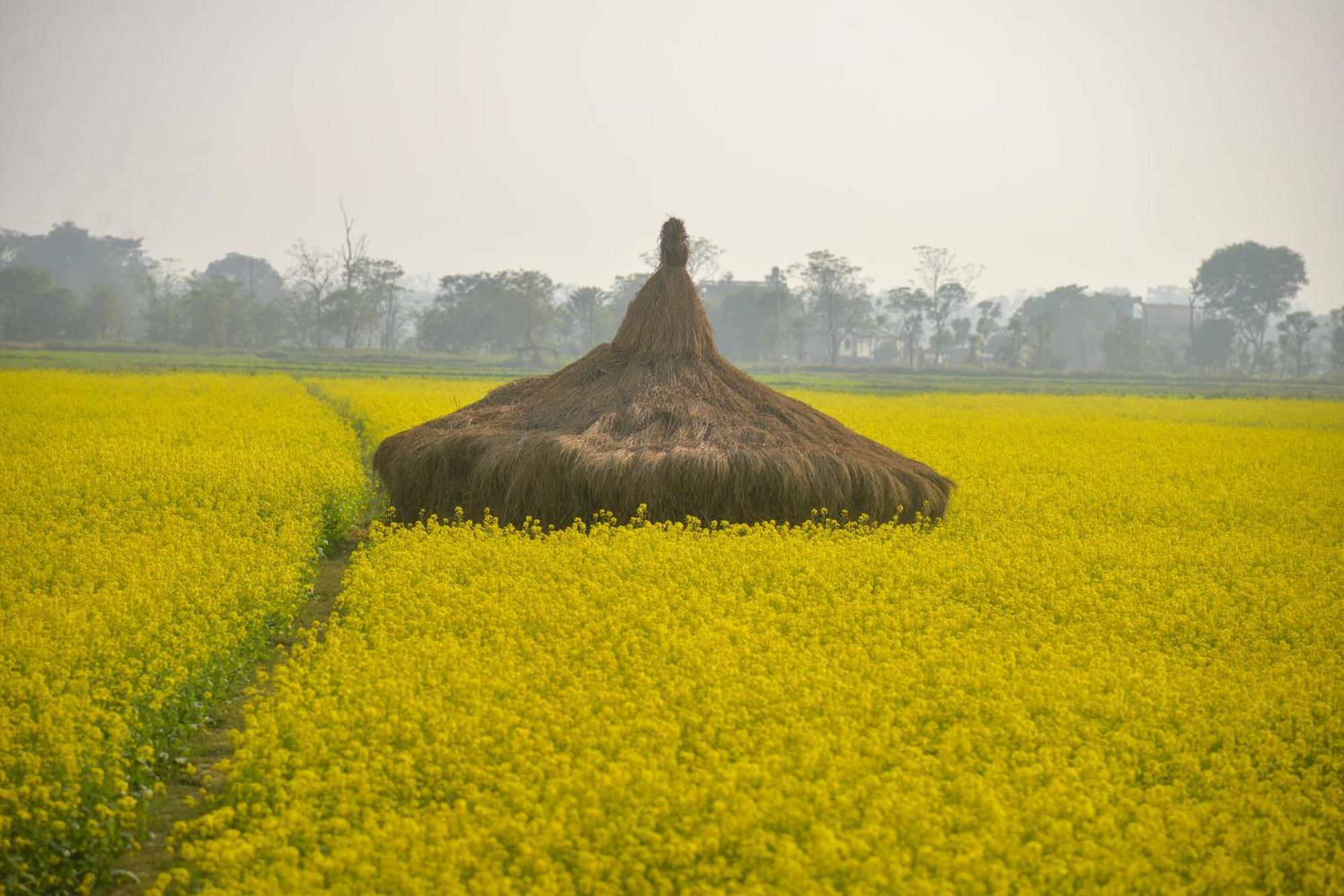 Greenland Safari, Sauraha Luaran gambar